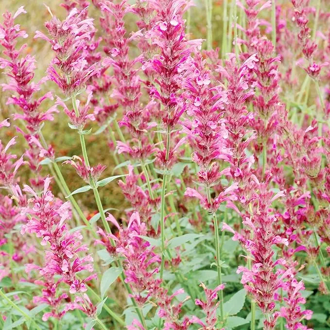 Hummingbird Mint Seeds – Agastache Heather Queen for Pollinator Gardens
