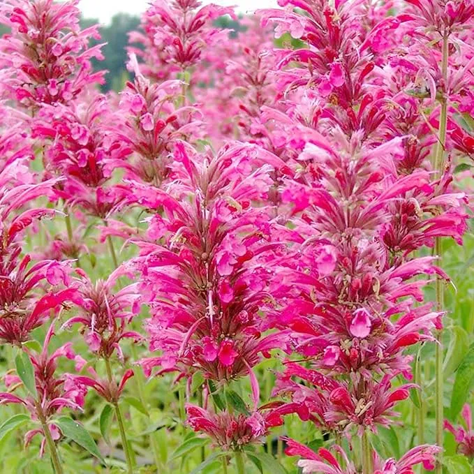 Hummingbird Mint Seeds – Agastache Heather Queen for Pollinator Gardens