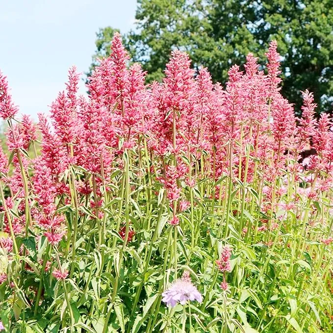 Hummingbird Mint Seeds – Agastache Heather Queen for Pollinator Gardens