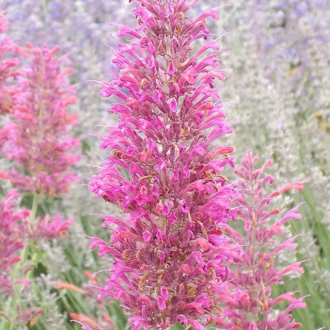 Hummingbird Mint Seeds – Agastache Heather Queen for Pollinator Gardens
