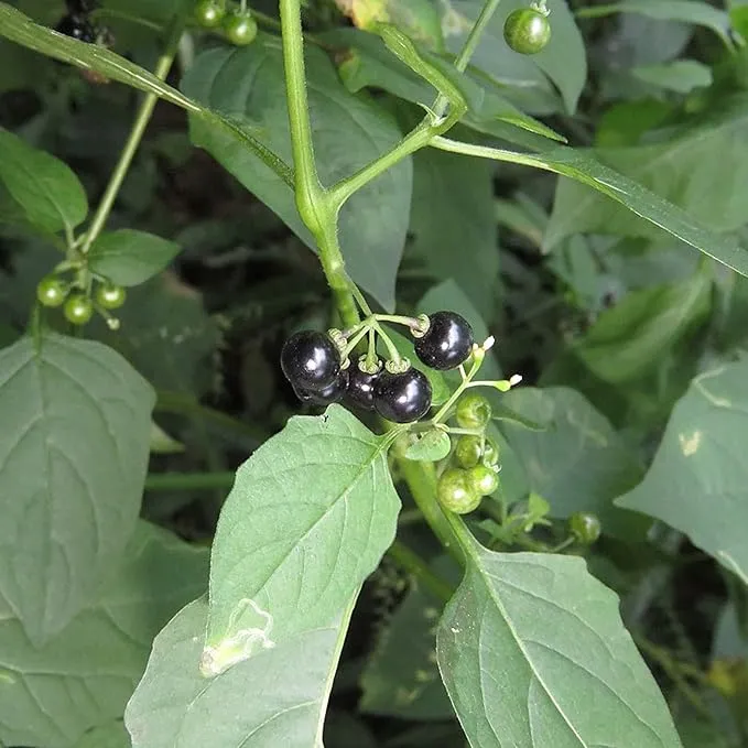 Black Nightshade Seeds Solanum Nigrum Edible Herb, Low Maintenance, Annual Perennial for Patio And Garden