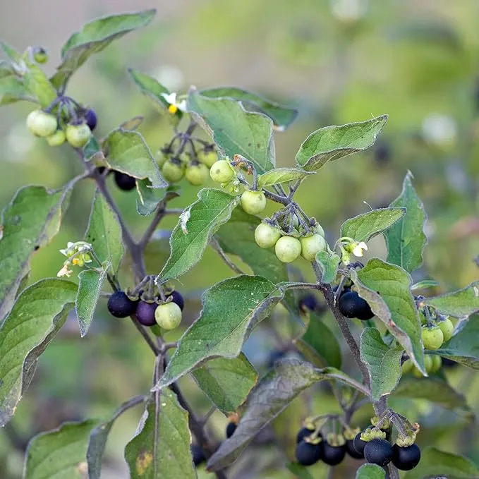 Black Nightshade Seeds Solanum Nigrum Edible Herb, Low Maintenance, Annual Perennial for Patio And Garden