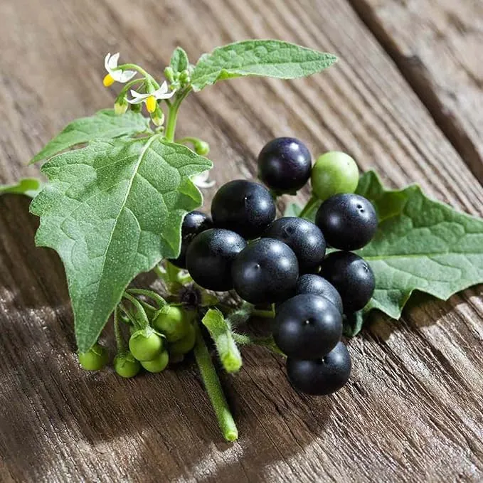 Black Nightshade Seeds Solanum Nigrum Edible Herb, Low Maintenance, Annual Perennial for Patio And Garden