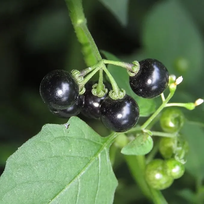 Black Nightshade Seeds Solanum Nigrum Edible Herb, Low Maintenance, Annual Perennial for Patio And Garden