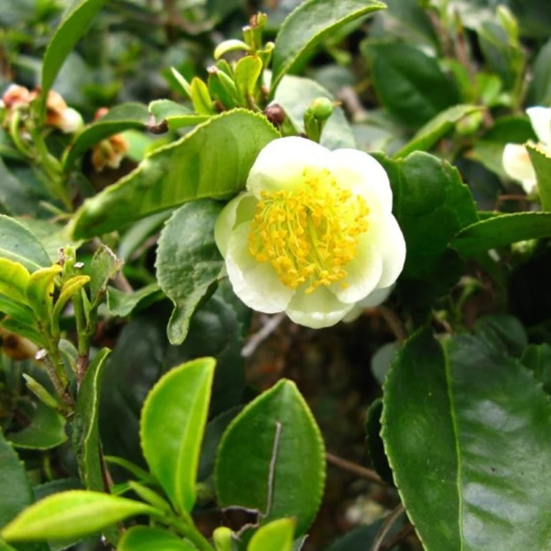 Green Tea Plant Seeds Camellia Sinensis Tea Plant, Tea Tree Seeds for Growing Your Own Tea