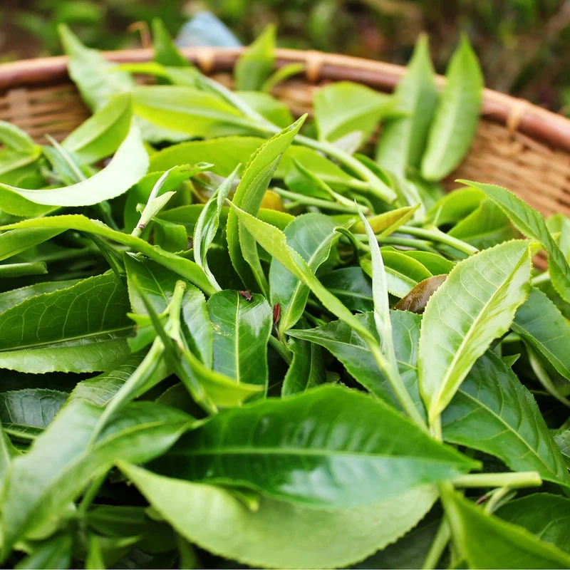 Green Tea Plant Seeds Camellia Sinensis Tea Plant, Tea Tree Seeds for Growing Your Own Tea