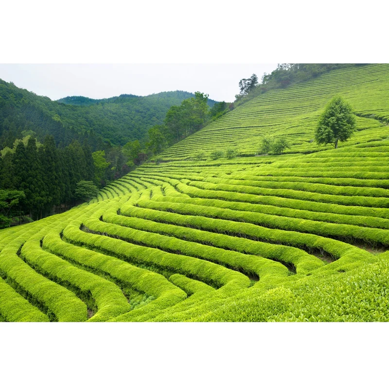 Green Tea Plant Seeds Camellia Sinensis Tea Plant, Tea Tree Seeds for Growing Your Own Tea