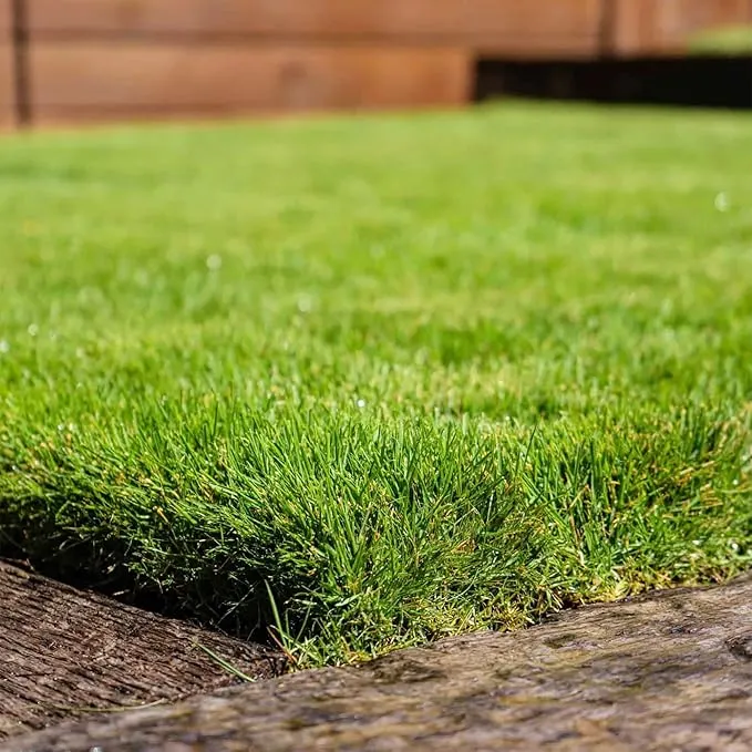 Zoysia Grass Seeds – Premium Turf Grass for Lawns, Golf Courses & Landscaping