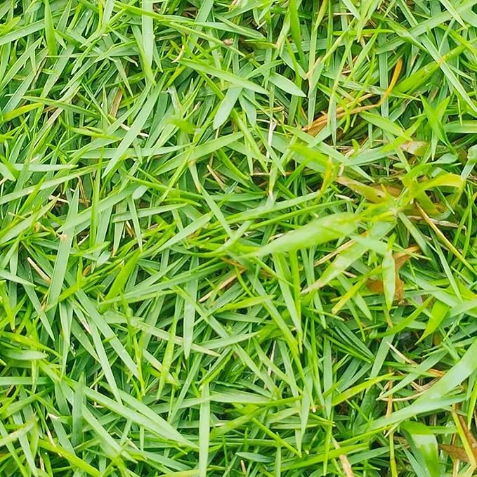 Zoysia Grass Seeds – Premium Turf Grass for Lawns, Golf Courses & Landscaping