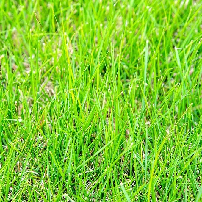 Zoysia Grass Seeds – Premium Turf Grass for Lawns, Golf Courses & Landscaping