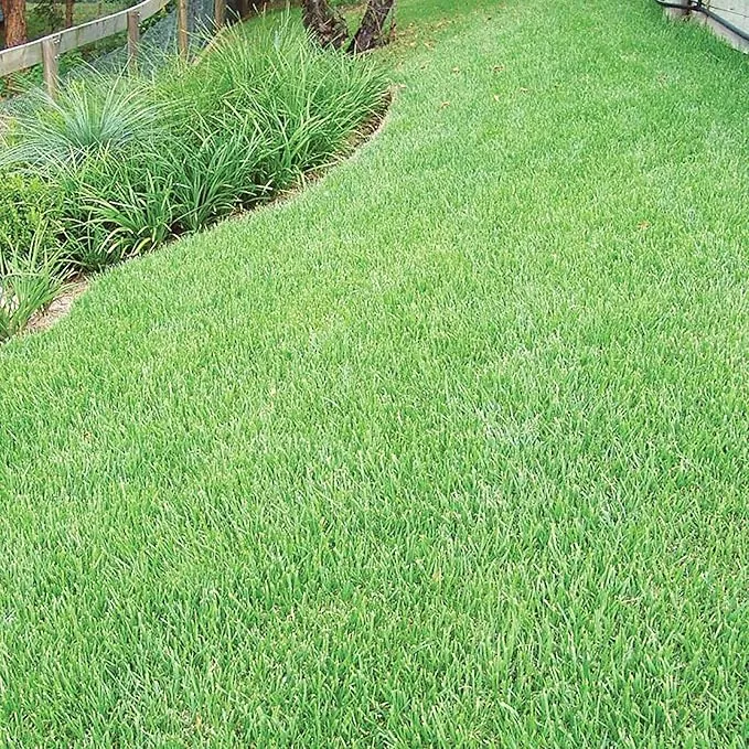 Zoysia Grass Seeds – Premium Turf Grass for Lawns, Golf Courses & Landscaping