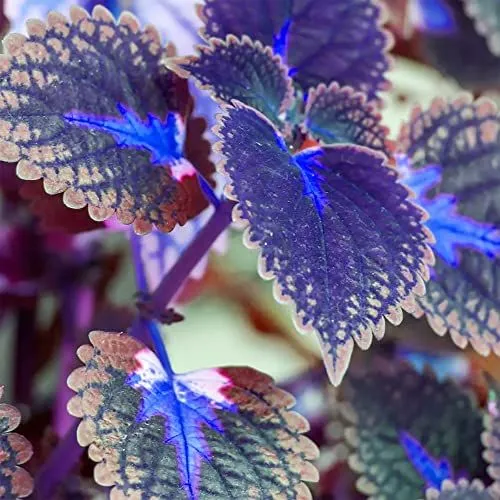 Blue Pink Coleus Seeds – Vibrant Multi-Colored Foliage for Gardens & Containers