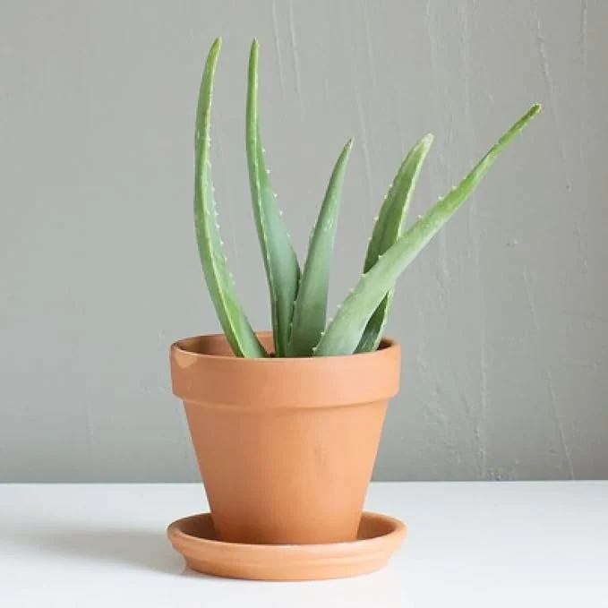Aloe Vera Seeds Non GMO Succulent Herb Perennial for Easy Care Indoor And Outdoor Containers
