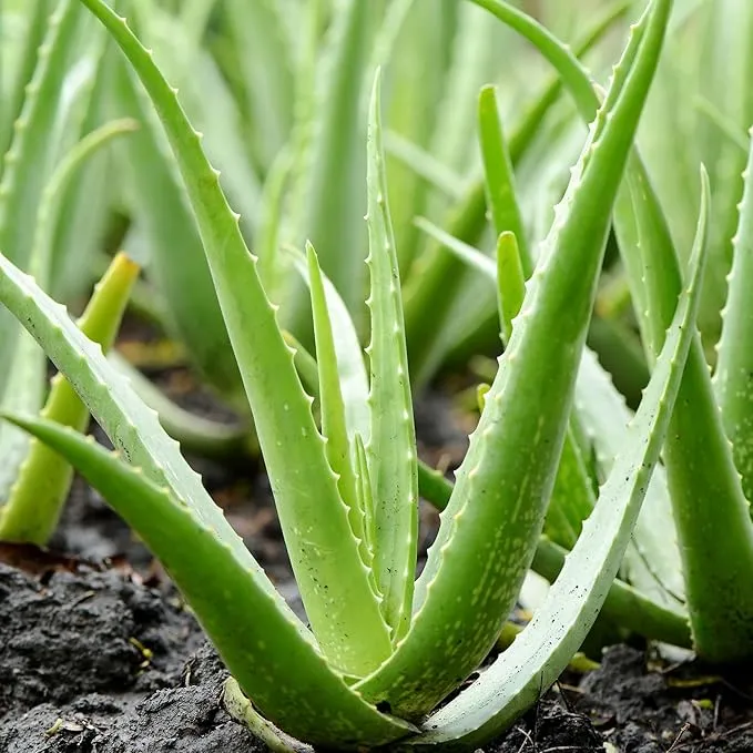 Aloe Vera Seeds Non GMO Succulent Herb Perennial for Easy Care Indoor And Outdoor Containers