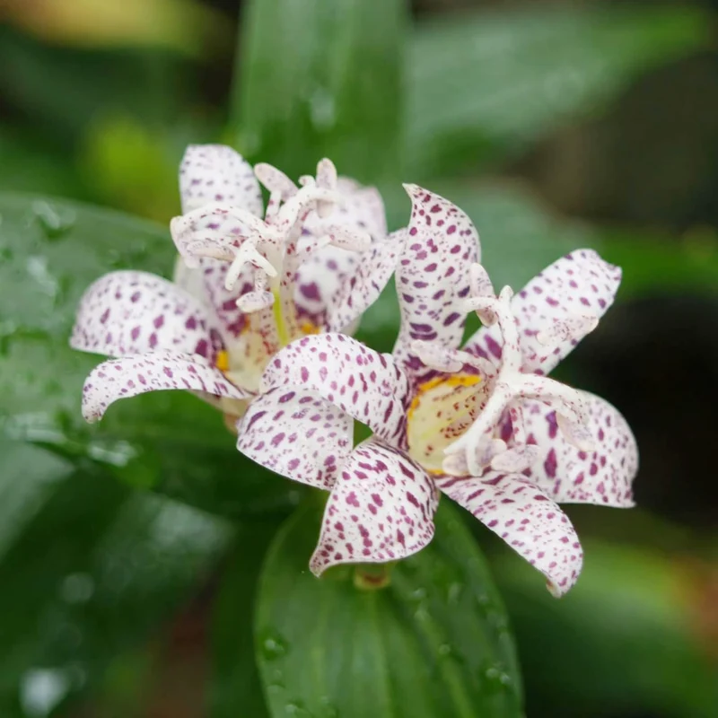 Japanese Toad Lily Seeds, Perennial Deer Resistant Showy Flowers, GMO Free, Low Maintenance, Patio, Potted, Ponds, Streams, Outdoor, Flower seeds
