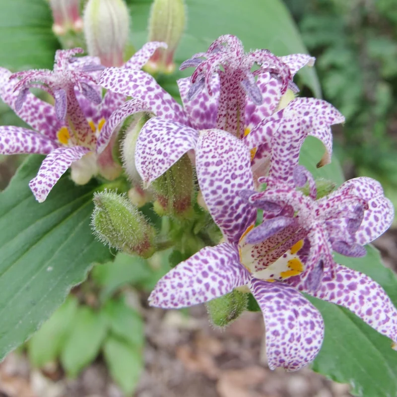 Japanese Toad Lily Seeds, Perennial Deer Resistant Showy Flowers, GMO Free, Low Maintenance, Patio, Potted, Ponds, Streams, Outdoor, Flower seeds