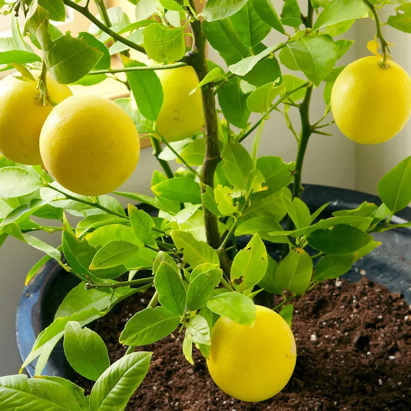 Dwarf Lemon Tree Seeds for Planting – Non-GMO Heirloom Fruit Seeds, Evergreen, High Yield – Ideal for Home, Patio, Balcony (20 Pieces)