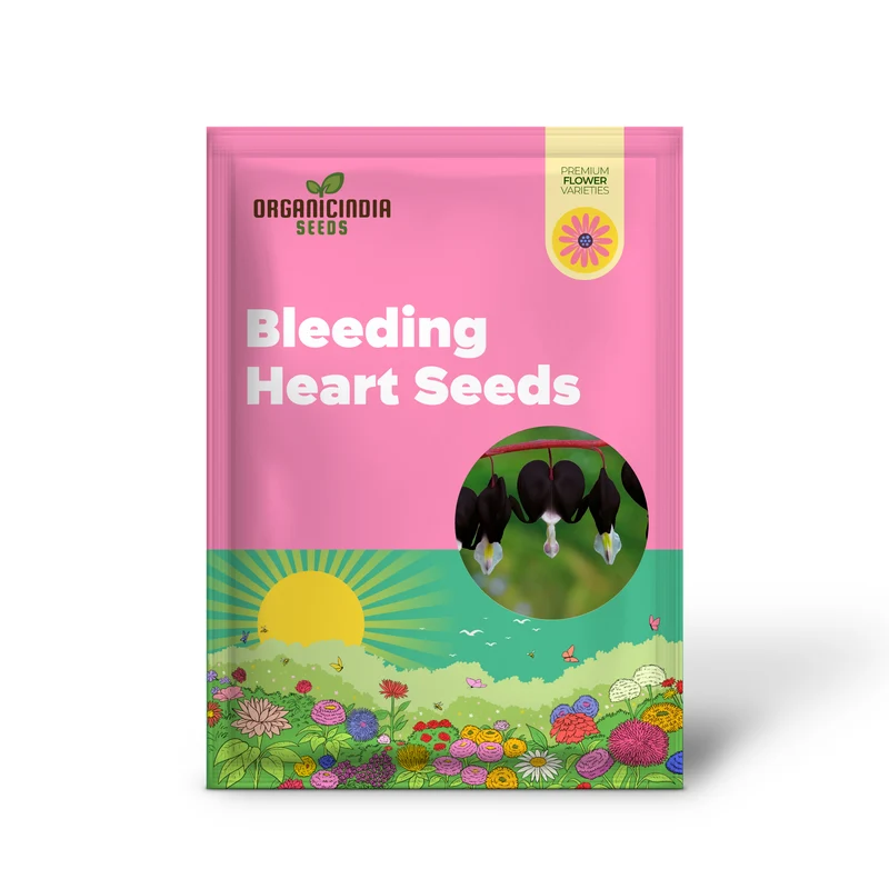 Black Bleeding Heart Seeds Perennial Shade Flowering Seeds for Stunning Blooms