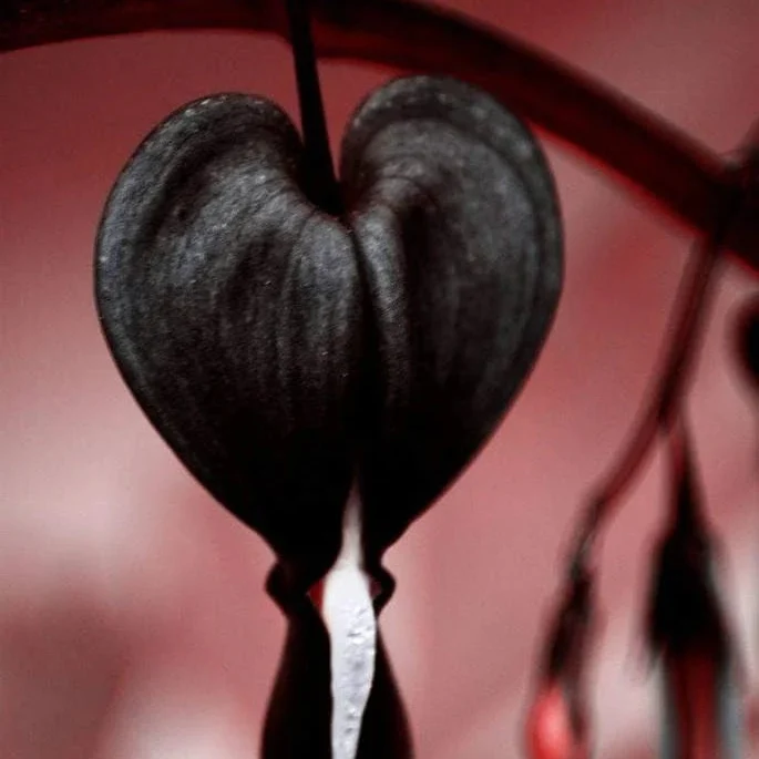 Black Bleeding Heart Seeds Perennial Shade Flowering Seeds for Stunning Blooms