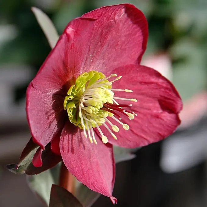 Hellebore Seeds (Lenten Rose Seeds) - Early Blooming, Winter-Tolerant Perennial