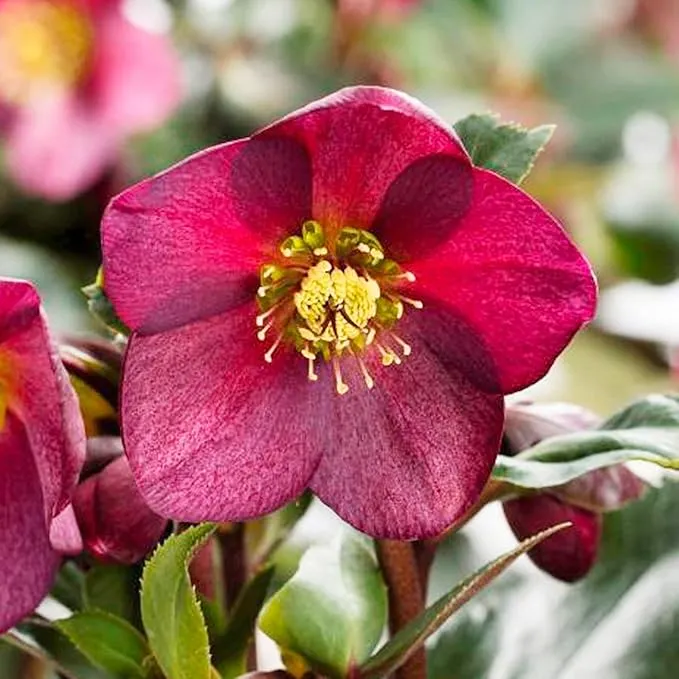 Hellebore Seeds (Lenten Rose Seeds) - Early Blooming, Winter-Tolerant Perennial