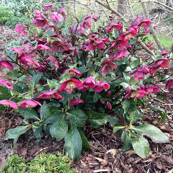 Hellebore Seeds (Lenten Rose Seeds) - Early Blooming, Winter-Tolerant Perennial