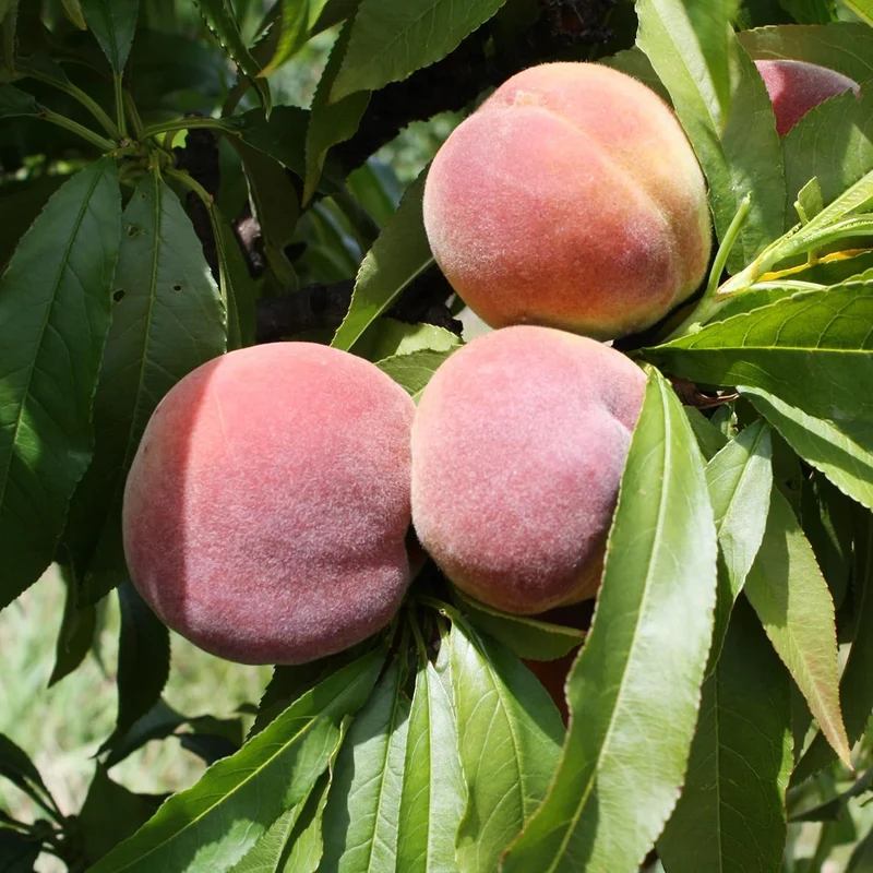 Dwarf Peach Tree Seeds GMO Free Fruit Tree Seeds for Small Gardens, Patios, Balconies, and Indoor Cultivation