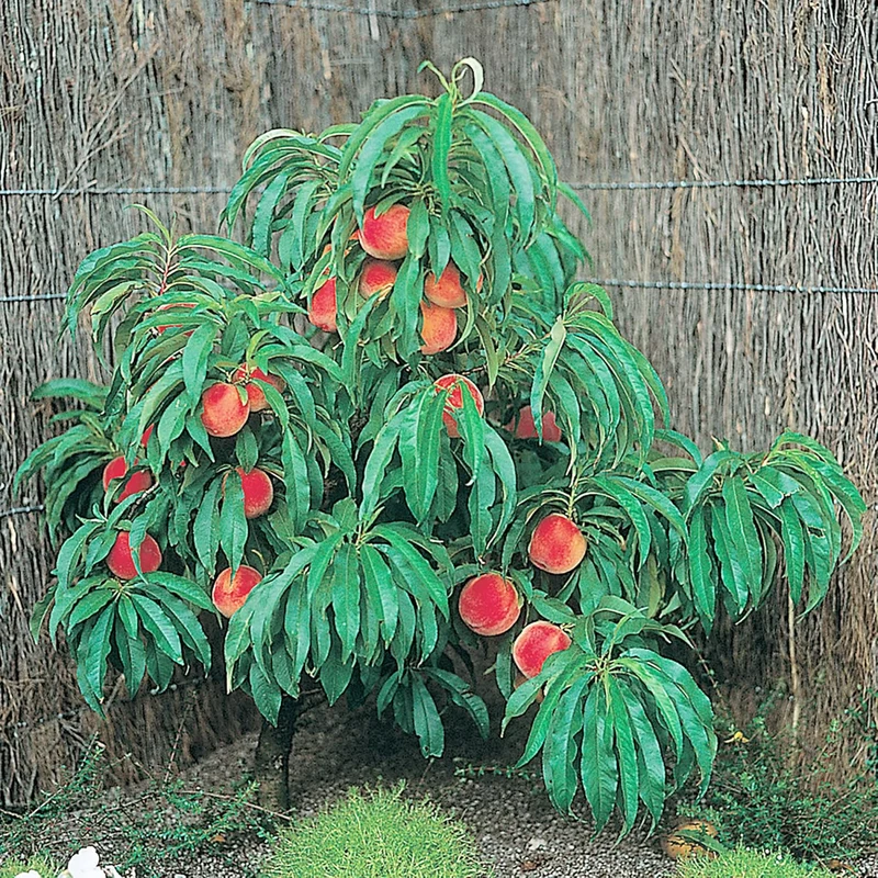 Dwarf Peach Tree Seeds GMO Free Fruit Tree Seeds for Small Gardens, Patios, Balconies, and Indoor Cultivation