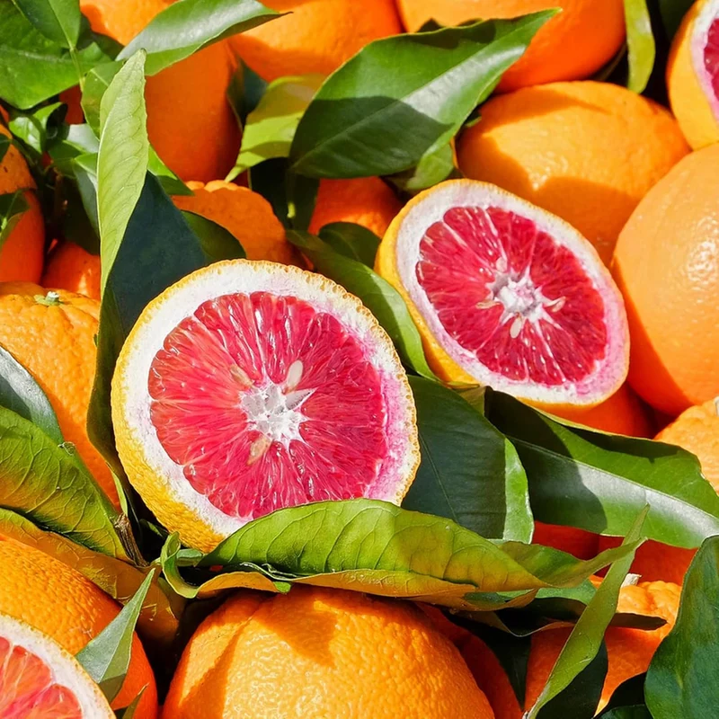 Blood Orange Tree Seeds Fast Growing, Rich in Vitamin C, Juicy, GMO Free, Ideal for Containers, Patio, Indoor And Outdoor