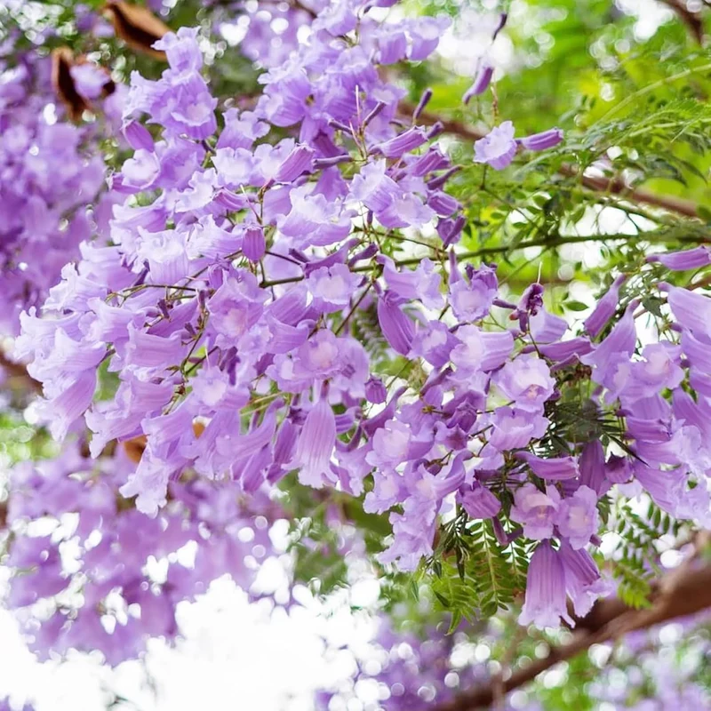 Blue Jacaranda Tree Seeds – Jacaranda mimosifolia Shade Tree
