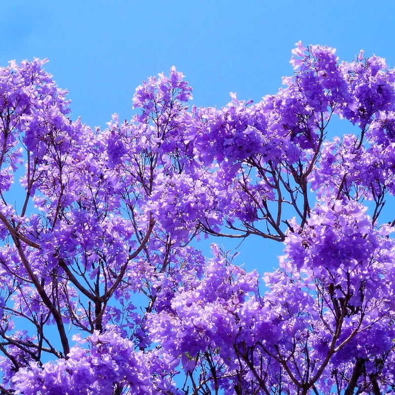 Blue Jacaranda Tree Seeds – Jacaranda mimosifolia Shade Tree