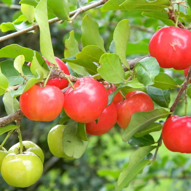 Barbados Cherry (Acerola) Seeds, Malpighia Emarginata Tropical Fruit Rich in Vitamin C & A for Juices Culinary 10Pcs Fruit Seeds