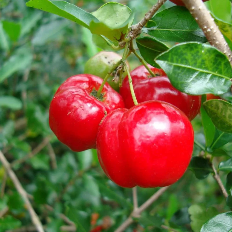 Barbados Cherry (Acerola) Seeds, Malpighia Emarginata Tropical Fruit Rich in Vitamin C & A for Juices Culinary 10Pcs Fruit Seeds
