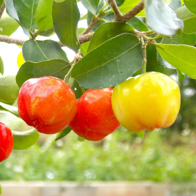 Barbados Cherry (Acerola) Seeds, Malpighia Emarginata Tropical Fruit Rich in Vitamin C & A for Juices Culinary 10Pcs Fruit Seeds