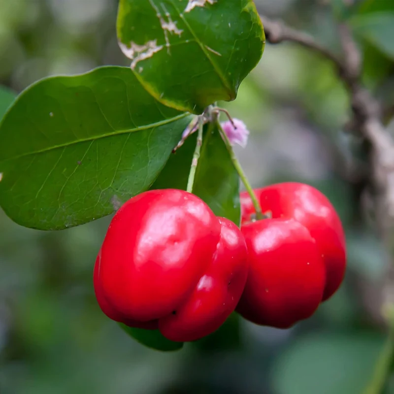 Barbados Cherry (Acerola) Seeds, Malpighia Emarginata Tropical Fruit Rich in Vitamin C & A for Juices Culinary 10Pcs Fruit Seeds