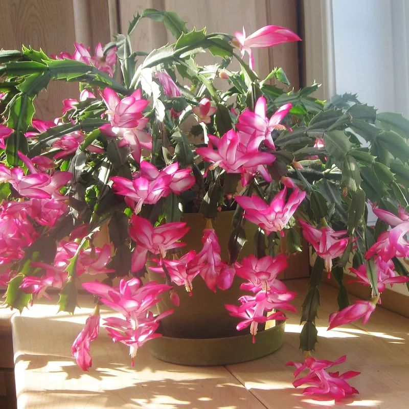 Zygocactus Seeds Crab Cactus, Christmas Cactus Ornamental Garden Decor Pots Hanging Baskets Indoor Outdoor Houseplant Flower Seeds