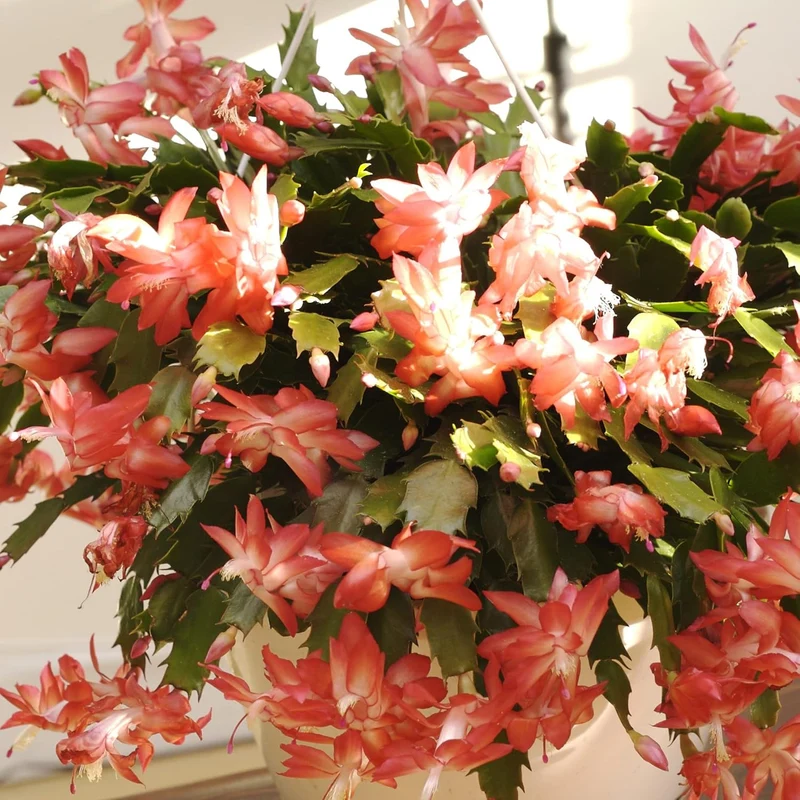 Zygocactus Seeds Crab Cactus, Christmas Cactus Ornamental Garden Decor Pots Hanging Baskets Indoor Outdoor Houseplant Flower Seeds