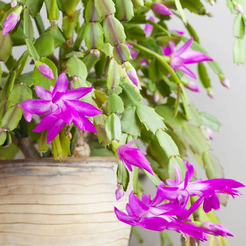 Zygocactus Seeds Crab Cactus, Christmas Cactus Ornamental Garden Decor Pots Hanging Baskets Indoor Outdoor Houseplant Flower Seeds