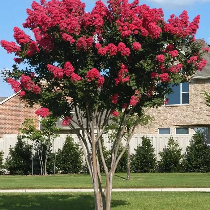 Red Crepe Myrtle Seeds - Lagerstroemia Indica Deciduous Flowering Tree or Shrub for Hedge & Screen - 35 Pcs