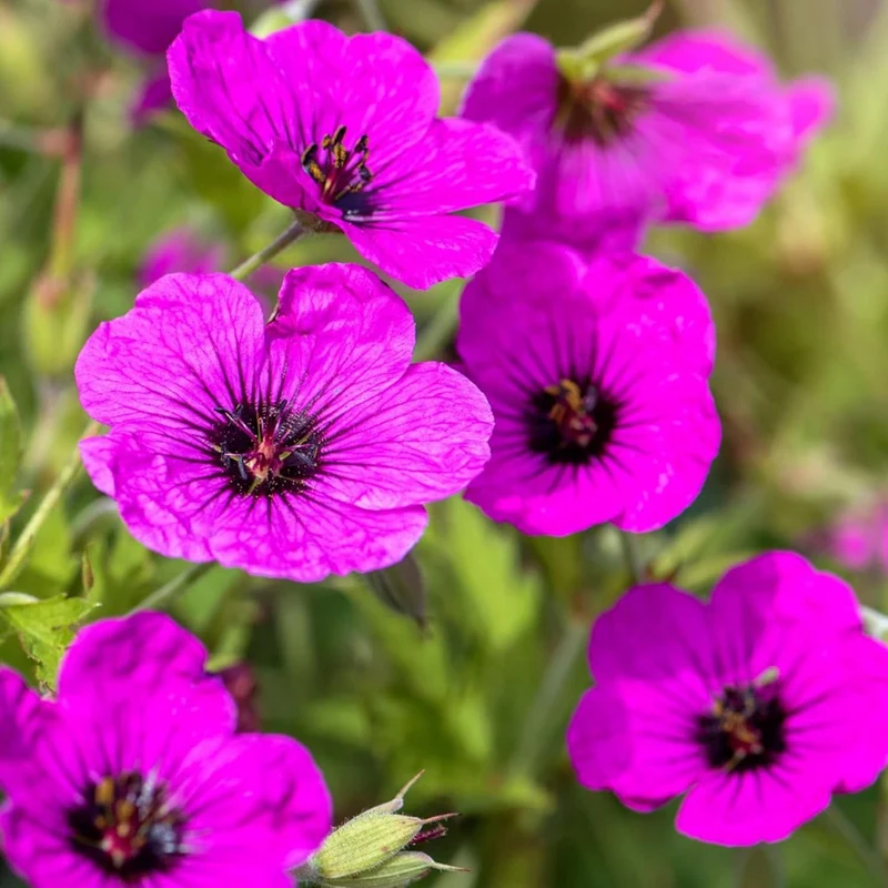 Evergreen Geranium Cranesbill Seeds – Perennial Ground Cover Plant