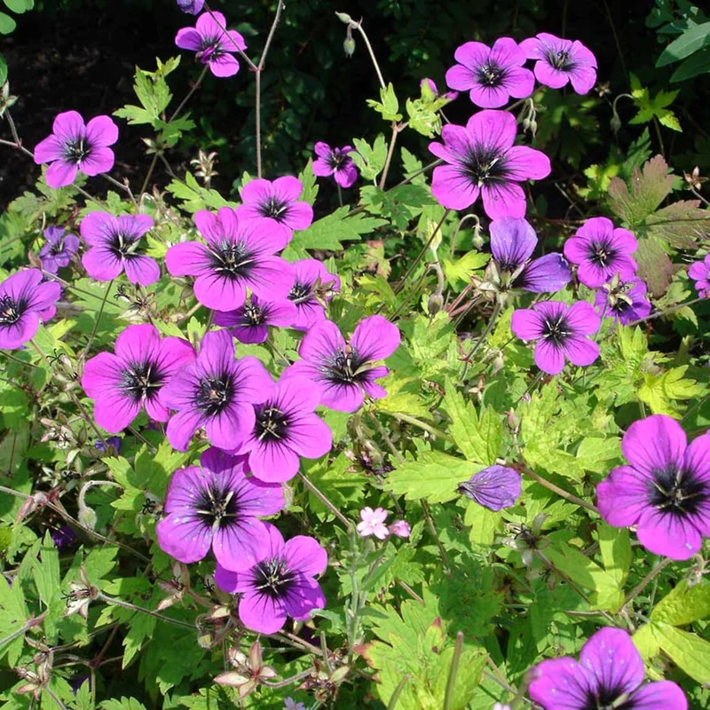 Evergreen Geranium Cranesbill Seeds – Perennial Ground Cover Plant