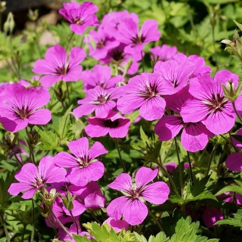 Evergreen Geranium Cranesbill Seeds – Perennial Ground Cover Plant