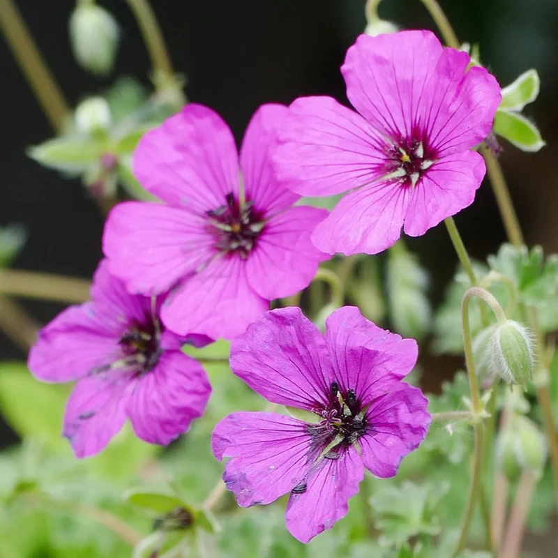 Evergreen Geranium Cranesbill Seeds – Perennial Ground Cover Plant