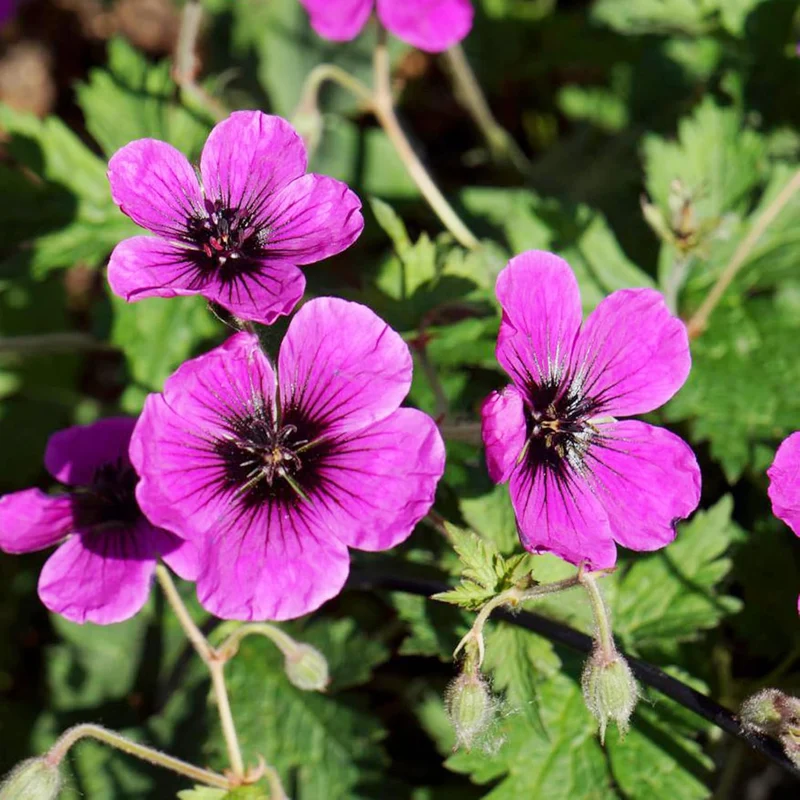 Evergreen Geranium Cranesbill Seeds – Perennial Ground Cover Plant