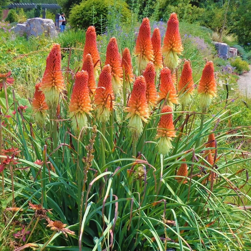 Red Hot Poker Seeds Torch Lily, Kniphofia Perennial Attracts Hummingbirds And Butterflies Patio Container Bed Outdoor Flower Seeds