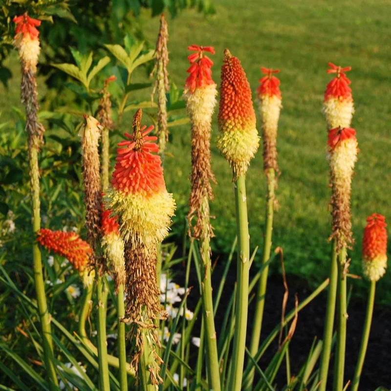 Red Hot Poker Seeds Torch Lily, Kniphofia Perennial Attracts Hummingbirds And Butterflies Patio Container Bed Outdoor Flower Seeds