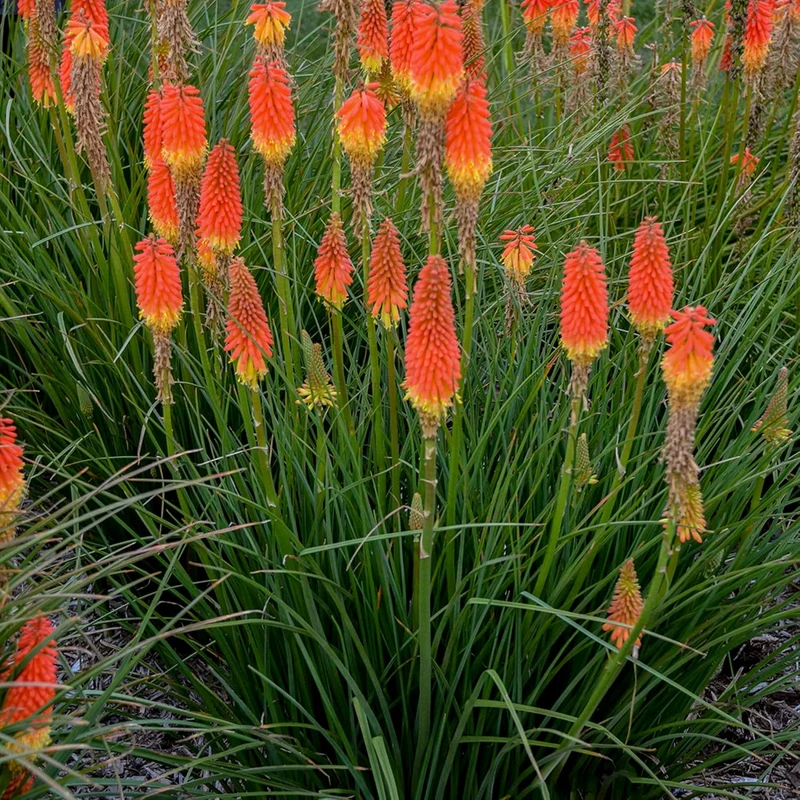 Red Hot Poker Seeds Torch Lily, Kniphofia Perennial Attracts Hummingbirds And Butterflies Patio Container Bed Outdoor Flower Seeds