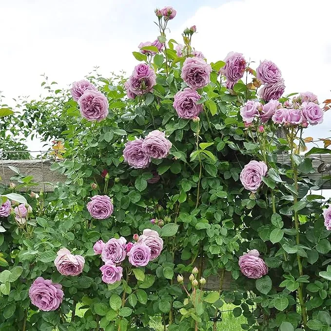 Purple Climbing Rose Seeds Fragrant Blooms for Cutting, Floral Arrangements And Pollinator Attraction Vertical Garden Accents for Trellises, Arbors And Fences