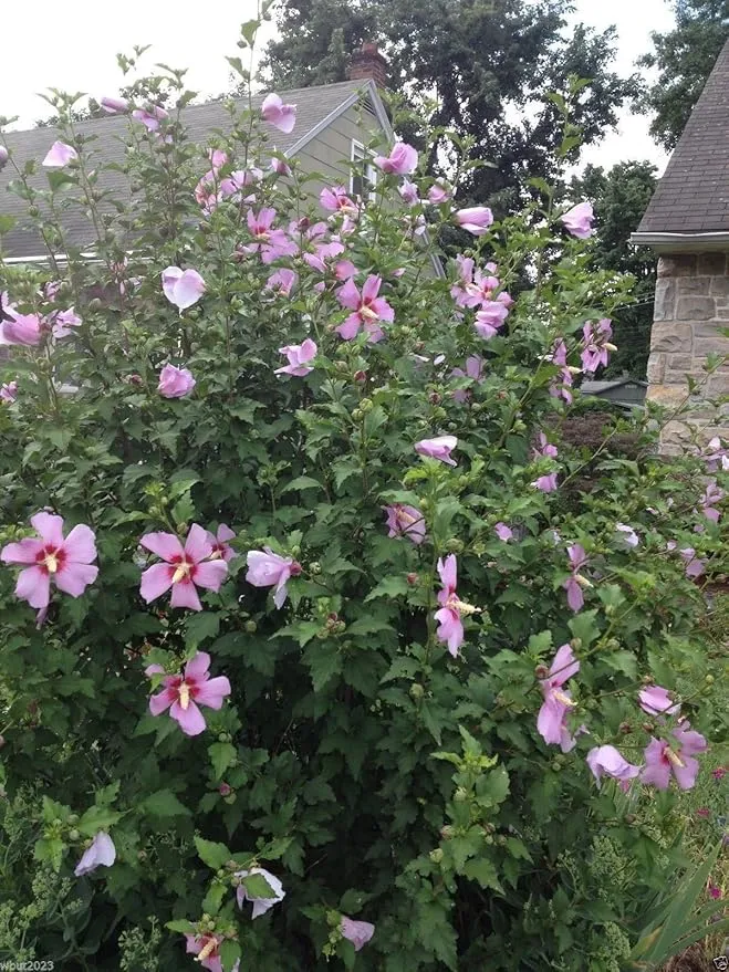 Hibiscus Rose of Sharon (Hibiscus syriacus) Seeds - Cold Hardy, Perennial