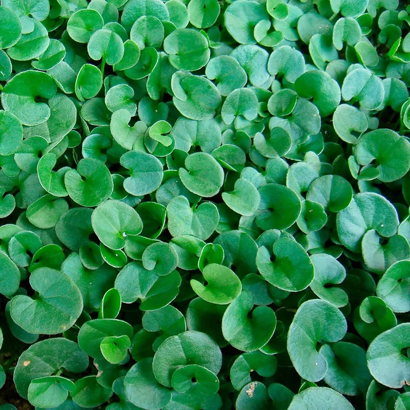 Dichondra Repens Seeds - Perennial Ground Cover Lawn Substitute